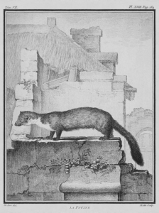 La fouine - Dessin de De Sève, 1755.